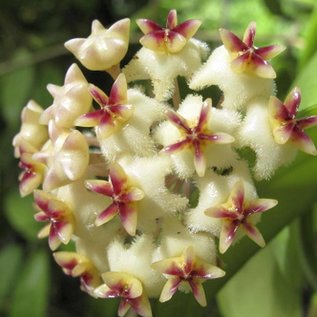 Hoya erythrostemma  cv. White Flower