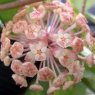Hoya finlaysonii  cv. Lalia