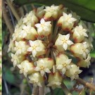 Hoya finlaysonii cv. Olfe
