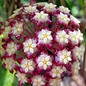 Hoya finlaysonii  cv. Satun