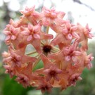 Hoya fitchii