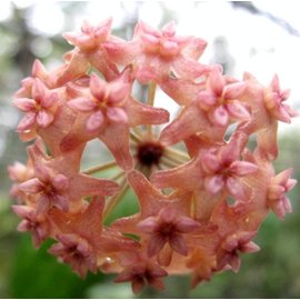 Unsere Top Vergleichssieger - Wählen Sie auf dieser Seite die Hoya pflanze kaufen Ihrer Träume