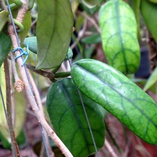 Hoya globulosa