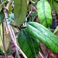 Hoya globulosa