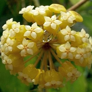 Hoya Golden Eye