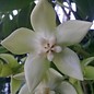 Hoya imperialis  cv.White Big Flower