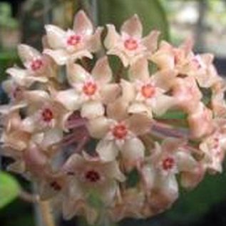 Hoya latifolia