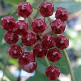 Hoya litoralis