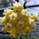 Hoya merrillii  aff. Red leaves