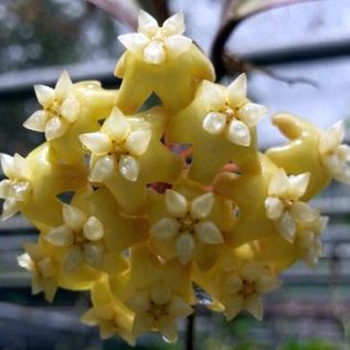 Hoya merrillii  aff. Red leaves