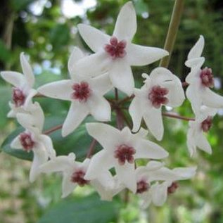 Hoya odorata