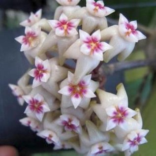 Hoya parasitica cv. Chantelle Lao A