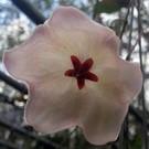 Hoya patella  cv. White Flower