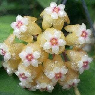 Hoya perak  cv. Teddy Bear