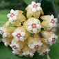 Hoya perak  cv. Teddy Bear