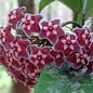 Hoya pubicalyx  cv. Splash Leaves