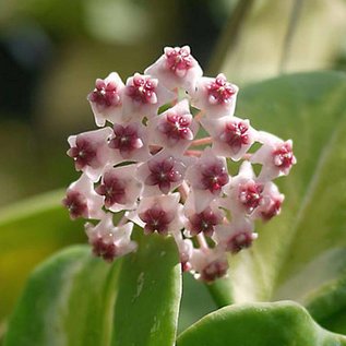 Hoya obovata  cv. Variegata