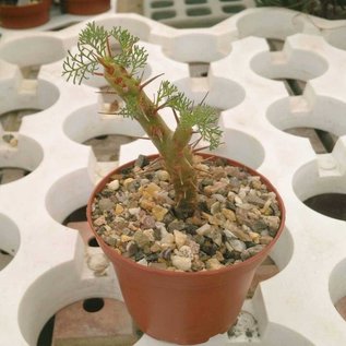 Sarcocaulon herrei