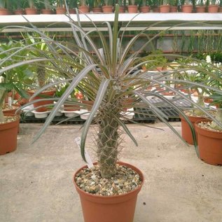 Pachypodium geayi