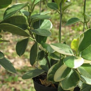 Hoya australis  cv. Margin Variegata