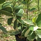 Hoya australis  cv. Margin Variegata