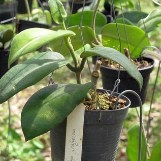 Hoya calycina