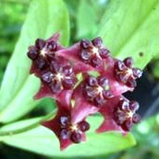 Hoya lobbii  cv. Strong Pink Flower