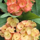 Euphorbia milii Grandiflora-Thai-Hybr. Sunkist