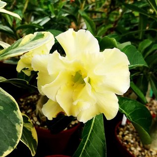 Adenium obesum Lemon Ice  CA 01 mit jahreszeitlich bedingtem Rückschnitt, with cutback gepfr.