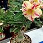 Adenium obesum Starburst   gepfr.