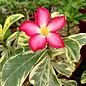 Adenium obesum Milky Way   gepfr.