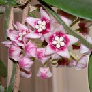 Hoya calycina