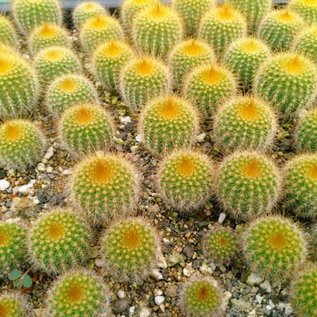 Notocactus leninghausii        (Seeds)