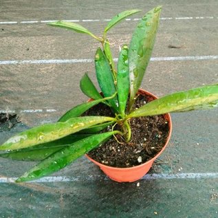 Hoya wayetii  (China Beans)