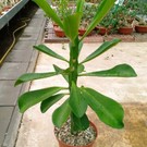 Euphorbia drupifera