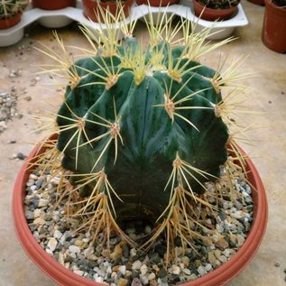 Ferocactus glaucescens