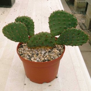 Opuntia macrorhiza   Safford Kansas    (dw)