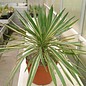 Yucca gloriosa variegata      (dw)
