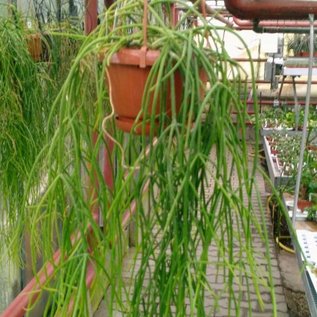 Rhipsalis baccifera form