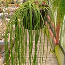 Rhipsalis spec.  HU 924 Taquinho, Bahia, Brasilien