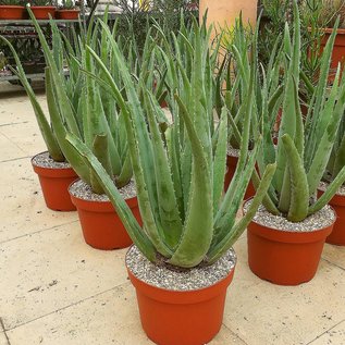 Aloe vera  syn. barbadensis HEILALOE  XL