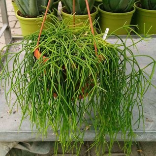 Rhipsalis teres fa. heteroclada HU 1002 Candelaria, Rio Grande do Sul, Brasilien