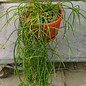 Rhipsalis teres fa. capilliformis aff. HU 845 Lagainha, Sao Paulo, Brasilien