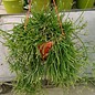 Rhipsalis teres