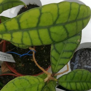 Hoya callistophylla  cv. Short leaf