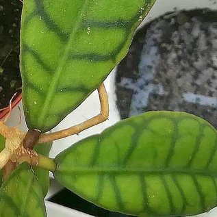 Hoya callistophylla  cv. Short leaf