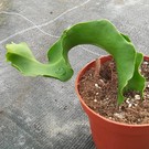 Epiphyllum guatemalensis  monstruosa