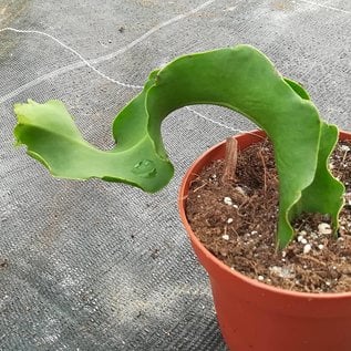 Epiphyllum guatemalensis  monstruosa