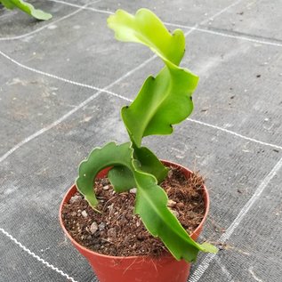 Epiphyllum guatemalensis  monstruosa