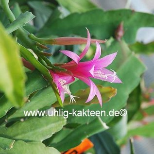 Disocactus nelsonii